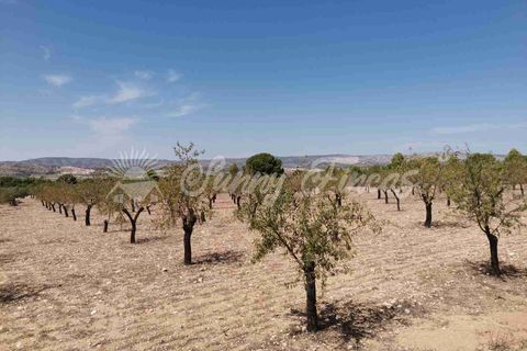 Terra a Biar, Alicante, Biar - € 49.995 | Ref: SF0427 - foto 10